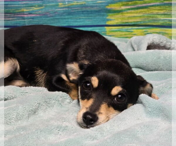 Medium Photo #3 Chihuahua Puppy For Sale in Lakewood, CO, USA