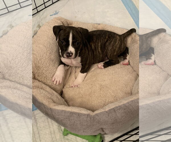 Medium Photo #6 Mutt Puppy For Sale in Sanford, FL, USA