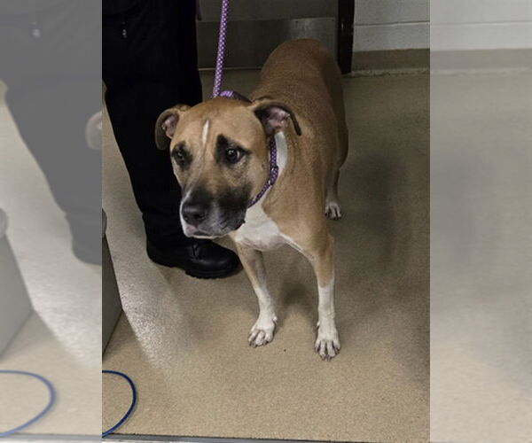 Medium Photo #1 Black Mouth Cur-Unknown Mix Puppy For Sale in Derwood, MD, USA