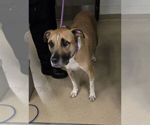 Black Mouth Cur-Unknown Mix Dogs for adoption in Derwood, MD, USA