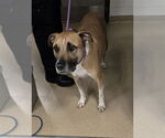 Small Black Mouth Cur Mix