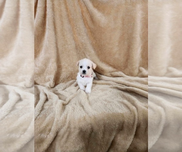 Medium Photo #12 Chihuahua Puppy For Sale in JACKSON, GA, USA