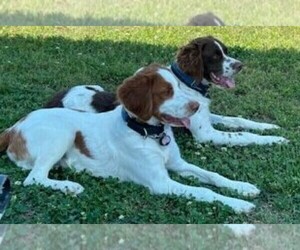 Brittany Puppy for sale in ROSHARON, TX, USA