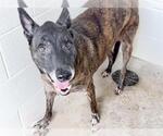 Small #2 Holland Shepherd Mix