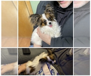 Papillon Puppy for sale in ELK RIVER, MN, USA