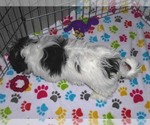 Small Photo #13 Zuchon Puppy For Sale in ORO VALLEY, AZ, USA