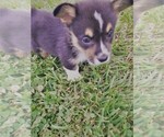 Small Photo #4 Pembroke Welsh Corgi Puppy For Sale in KINGSVILLE, MO, USA