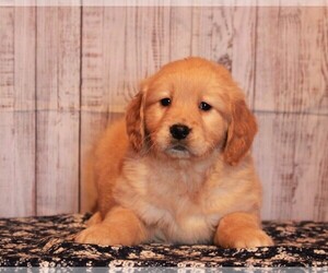 Golden Retriever Puppy for sale in APPLE CREEK, OH, USA