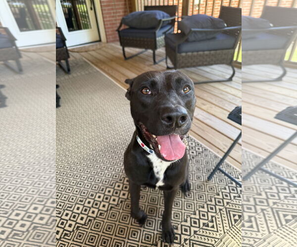 Medium Photo #11 Mutt Puppy For Sale in Holly Springs, NC, USA