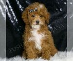 Puppy Alana Poodle (Miniature)