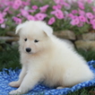 Small Photo #2 Samoyed Puppy For Sale in GAP, PA, USA