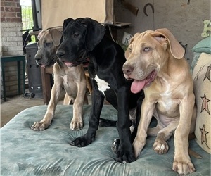 Great Dane Puppy for sale in DENTON, TX, USA