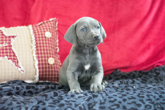Great Dane Puppy for sale in CUYAHOGA FALLS, OH, USA