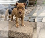 Small Photo #3 American Bully Puppy For Sale in HILTON, NY, USA