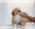 Small #7 Cockapoo (Miniature)