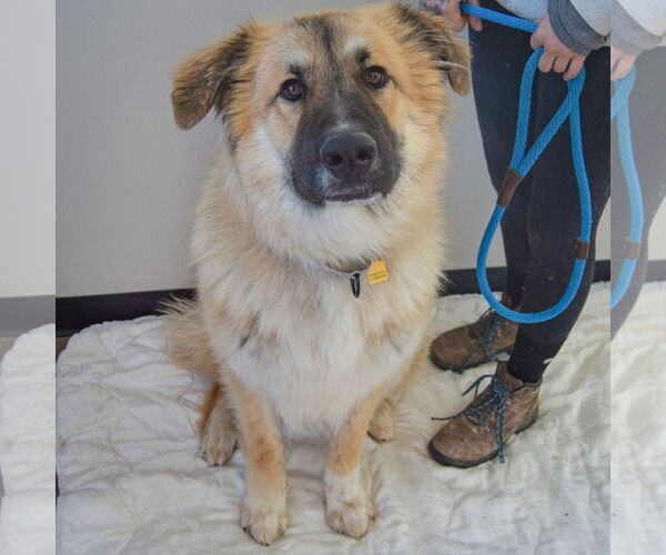 Medium Photo #2 German Shepherd Dog-Great Pyrenees Mix Puppy For Sale in Huntley, IL, USA