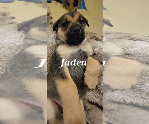 Medium Photo #1 Shepradors Puppy For Sale in Princeton, MN, USA