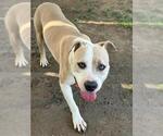 Small #1 Mutt