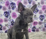 Small Photo #10 French Bulldog Puppy For Sale in BLAKESBURG, IA, USA
