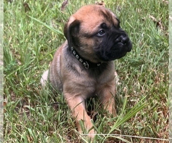 Medium Photo #15 Bullmastiff Puppy For Sale in CAMDEN, TN, USA