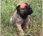 Small #14 Bullmastiff