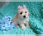 Small #1 Poodle (Toy)-Zuchon Mix