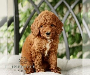 Poodle (Toy) Puppy for sale in GORDONVILLE, PA, USA