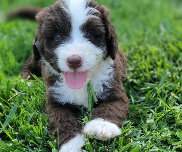 Medium Photo #1 Bernedoodle Puppy For Sale in WEST SALEM, IL, USA
