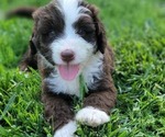 Small Photo #4 Bernedoodle Puppy For Sale in WEST SALEM, IL, USA