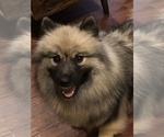 Small Photo #1 Keeshond Puppy For Sale in MORRISON, CO, USA