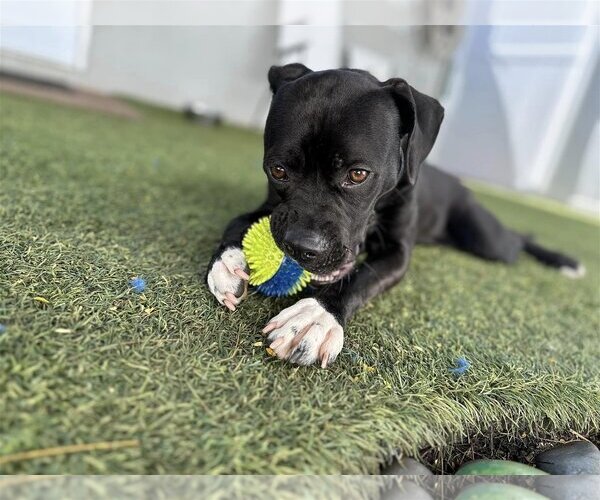 Medium Photo #8 American Pit Bull Terrier Puppy For Sale in Pompano Beach , FL, USA