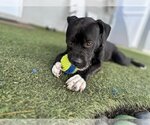 Small Photo #8 American Pit Bull Terrier Puppy For Sale in Pompano Beach , FL, USA