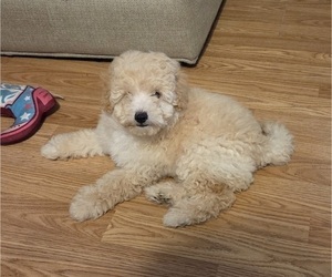 Maltipoo Puppy for sale in LELAND, NC, USA