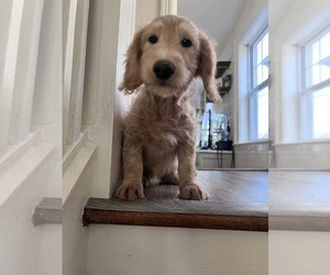 Dachshund-Goldendoodle Mix Puppy for sale in SOUTH ORANGE, NJ, USA