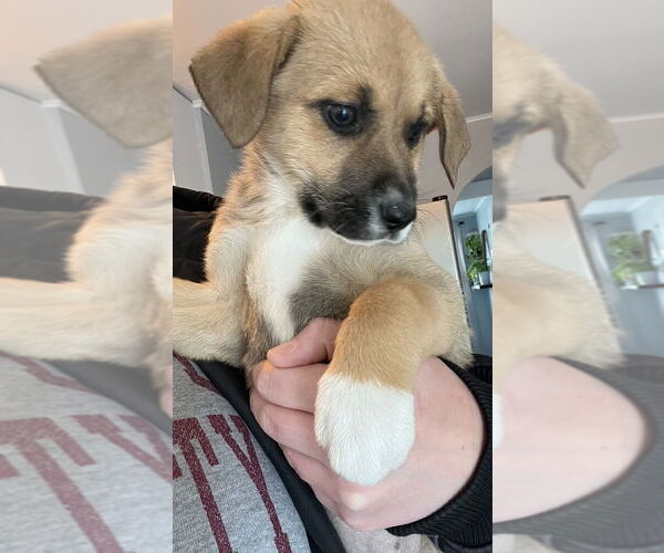 Medium Photo #7 Retriever -Unknown Mix Puppy For Sale in Aurora, IN, USA