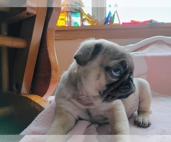 Medium Photo #3 Pug Puppy For Sale in SAINT PAUL, MN, USA