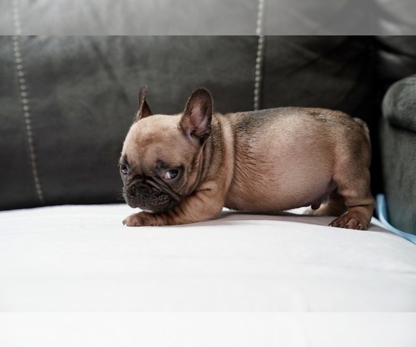 Medium Photo #18 French Bulldog Puppy For Sale in SAN JOSE, CA, USA