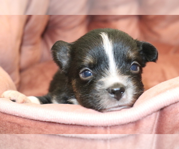 Medium Photo #5 Australian Shepherd Puppy For Sale in STAFFORD, VA, USA