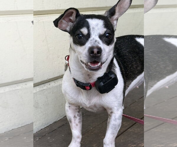 Medium Photo #4 Rat-Cha Puppy For Sale in Santa Clara, CA, USA