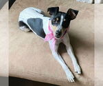 Small #2 Rat Terrier