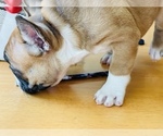 Small Photo #25 French Bulldog Puppy For Sale in FREMONT, CA, USA