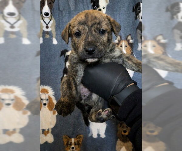 Medium Photo #2 German Shepherd Dog-Unknown Mix Puppy For Sale in Riverside, CA, USA