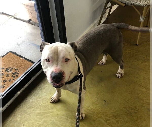 Medium Photo #3 American Pit Bull Terrier-American Staffordshire Terrier Mix Puppy For Sale in phoenix, AZ, USA