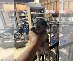 Small Dachshund