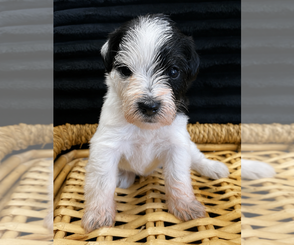 Medium Photo #1 Schnauzer (Miniature) Puppy For Sale in LONG BEACH, CA, USA