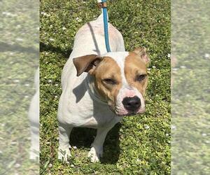 Mastiff Dogs for adoption in Fort Lauderdale, FL, USA