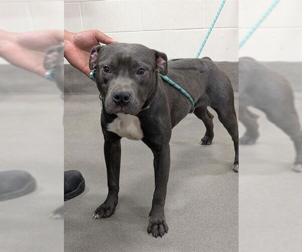 Medium Photo #1 Mutt Puppy For Sale in Forestville, MD, USA