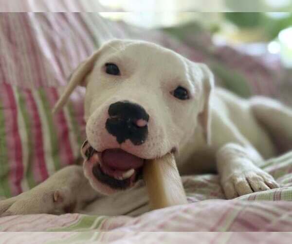 Medium Photo #8 American Pit Bull Terrier-Unknown Mix Puppy For Sale in New York, NY, USA