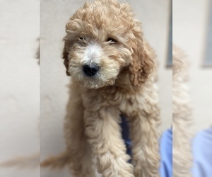 Goldendoodle Puppy for sale in ANAHEIM, CA, USA