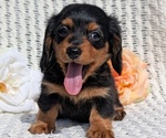 Small Photo #42 Dachshund Puppy For Sale in GOSHEN, IN, USA